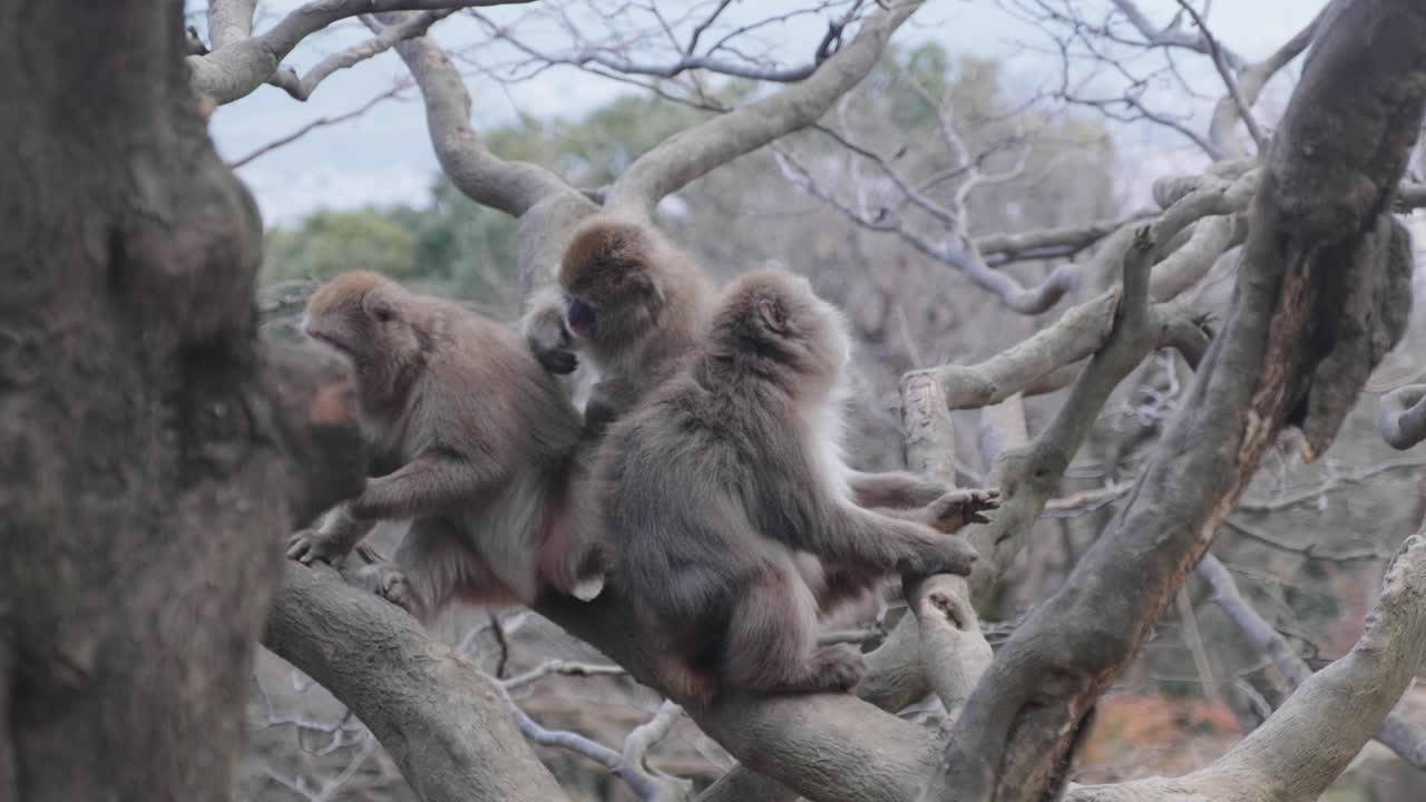un grupo de monos macacos acicalándose unos a otros en un árbol en arashiyama, kyoto, japón