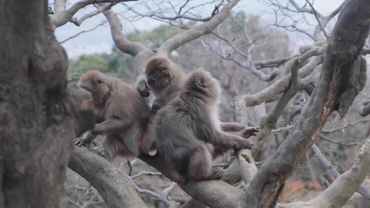 Un gruppo di scimmie macaco che si spulciano a vicenda su un albero ad Arashiyama, Kyoto, Giappone