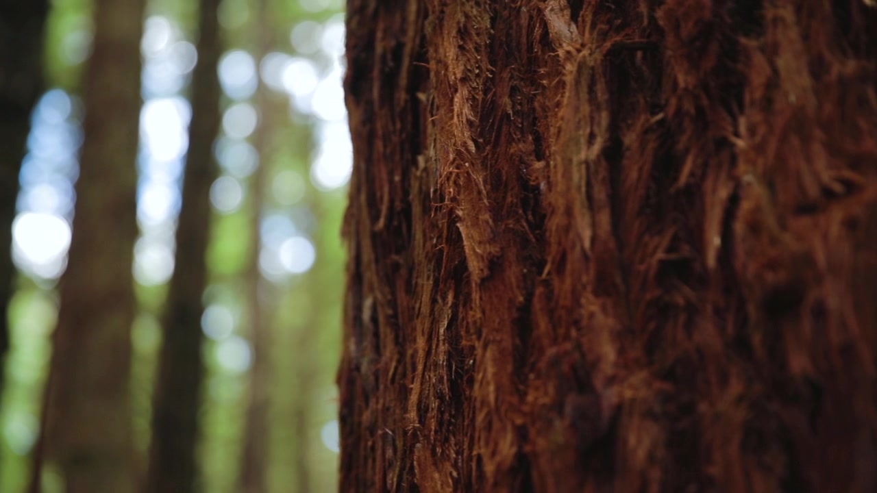 Primo piano della corteccia su un albero di sequoia della Nuova Zelanda con panoramica su alberi fuori fuoco. Questo è stato filmato appena fuori Rotarua.