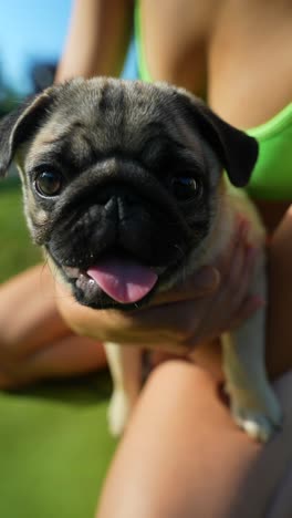 woman holding a cute pug puppy