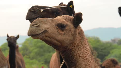 Camels-at-the-Pushkar-Fair,-also-called-the-Pushkar-Camel-Fair-or-locally-as-Kartik-Mela-is-an-annual-multi-day-livestock-fair-and-cultural-held-in-the-town-of-Pushkar-Rajasthan,-India.