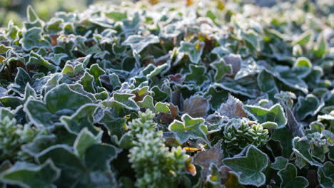 frost and ice on a green flower bush in a garden in winter