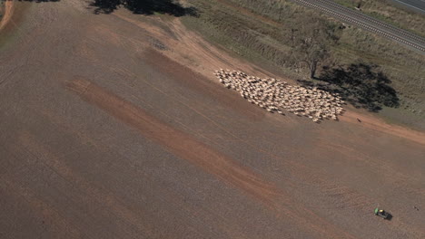 Aerial-view-of-a-herd-of-sheep-being-rounded-up-by-cattle-dogs-and-a-four-wheel-motorcycle-in-a-large-paddock-in-the-rural-town-of-Yerong-Creek-Wagga-Wagga-NSW-Australia