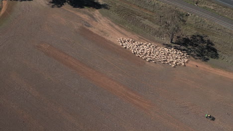 vista aérea de un rebaño de ovejas rodeado por perros de ganado y una motocicleta de cuatro ruedas en un gran potrero en la ciudad rural de yerong creek wagga wagga nsw australia