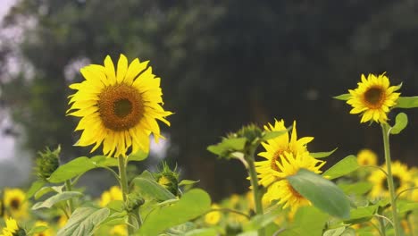 Un-Primer-Plano-Muestra-Girasoles-Meciéndose-Suavemente-Con-El-Viento,-Creando-Una-Atmósfera-Serena-Y-Pacífica