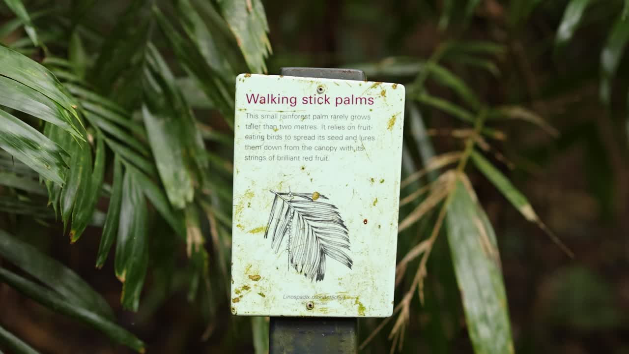 A sign about walking stick palms amidst dense foliage in Dorrigo, NSW. Natural lighting highlights the vibrant greenery
