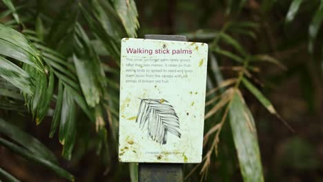 a sign about walking stick palms amidst dense foliage in dorrigo, nsw. natural lighting highlights the vibrant greenery