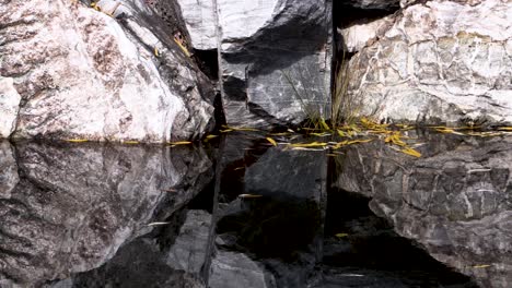 mirror reflection in a pond