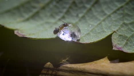 close up of an ant crawling and drinking from a droplet on a leaf