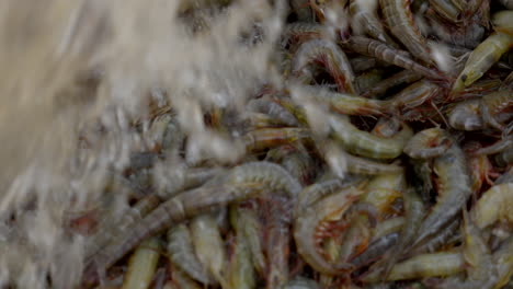 fresh shrimps washing and sorting