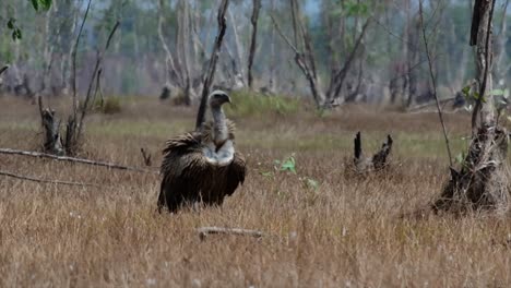 The-Himalayan-Griffon-Vulture-is-Near-Threatened-due-to-toxic-food-source-and-habitat-loss