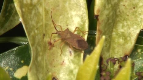 An-adult-shield-bug,-also-known-as-a-stink-bug,-basking-in-the-sunshine-on-a-laurel-bush-in-the-front-garden-of-a-dwelling-in-Oakham-in-the-county-of-Rutland,-England