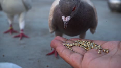 Palomas-Alimentando-Semillas-En-Una-Mano-Abierta,-De-Cerca