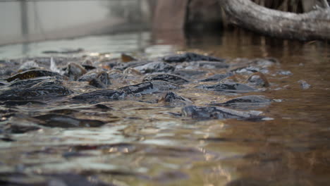 Carp-fish-with-open-mouths-at-water-surface