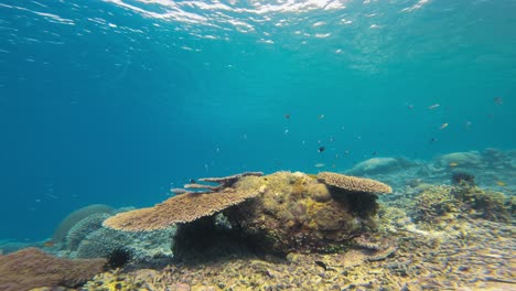 underwater view of a coral reef with large, flat corals stretching across the seabed. small tropical fish swim peacefully around, adding life and color to the serene marine landscape.