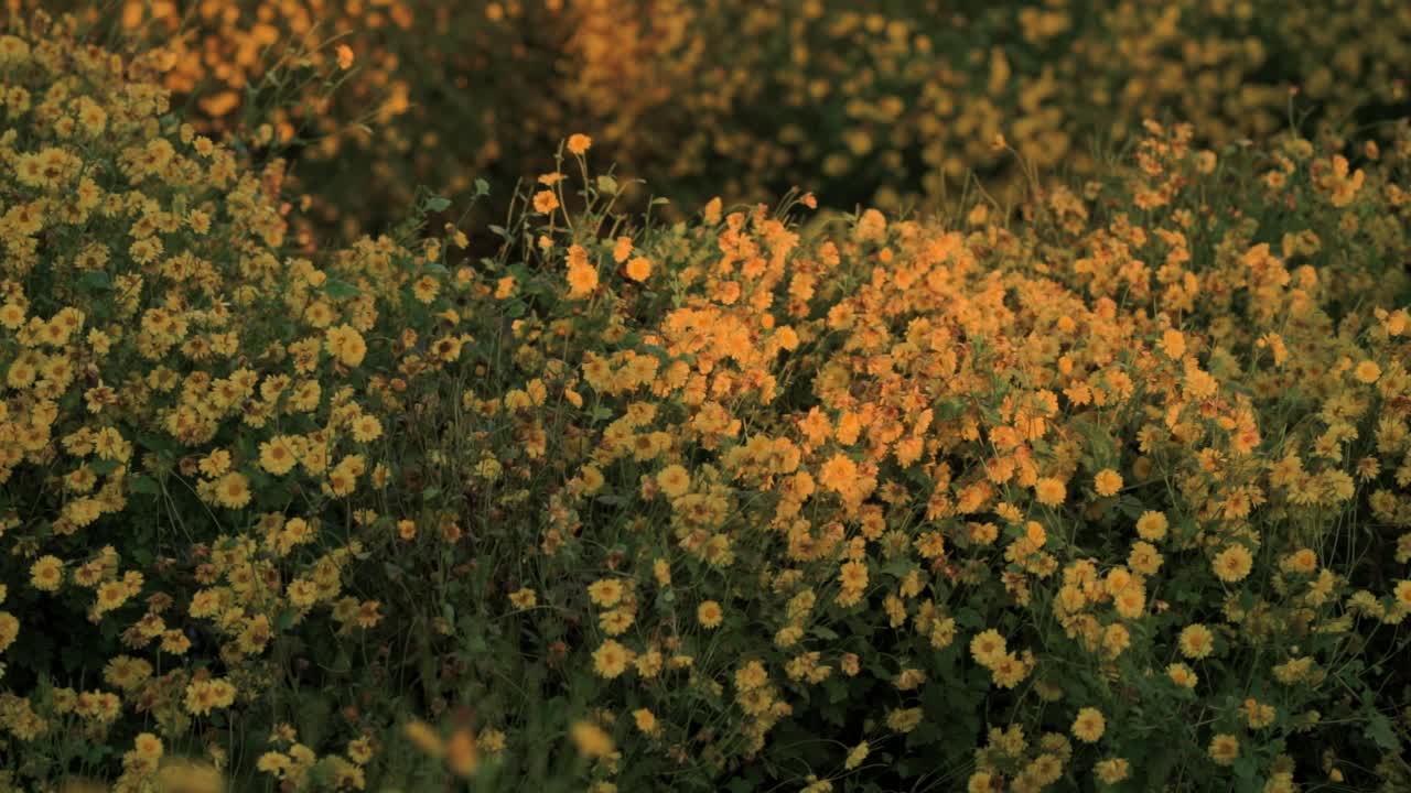 Fiori di crisantemo gialli che ondeggiano in un campo nella luce del tramonto