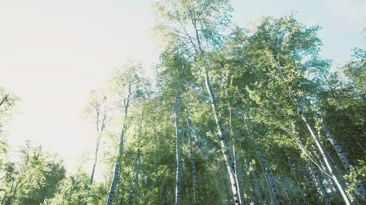 Lush green forest with sunlight filtering through tall trees on a bright day
