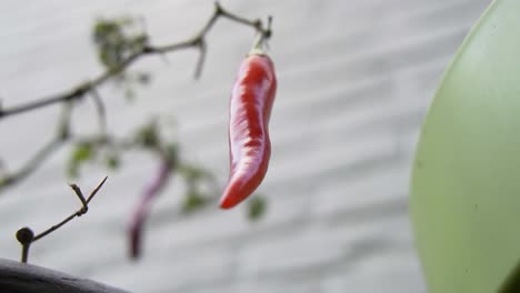 low angle view of big red pepper hanging from plant with white brick wall background