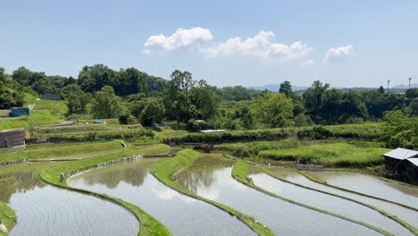 asian farm village in midsummer, clear blue sky, and terraced rice fields.