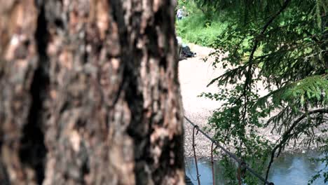 wooden suspension bridge in a forest