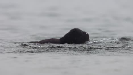 Attacking-coot-rides-down-on-foe-enemy-holding-it-under-water-as-it-tries-to-escape,-slow-motion