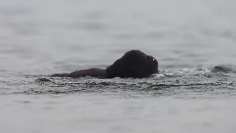 attacking coot rides down on foe enemy holding it under water as it tries to escape, slow motion