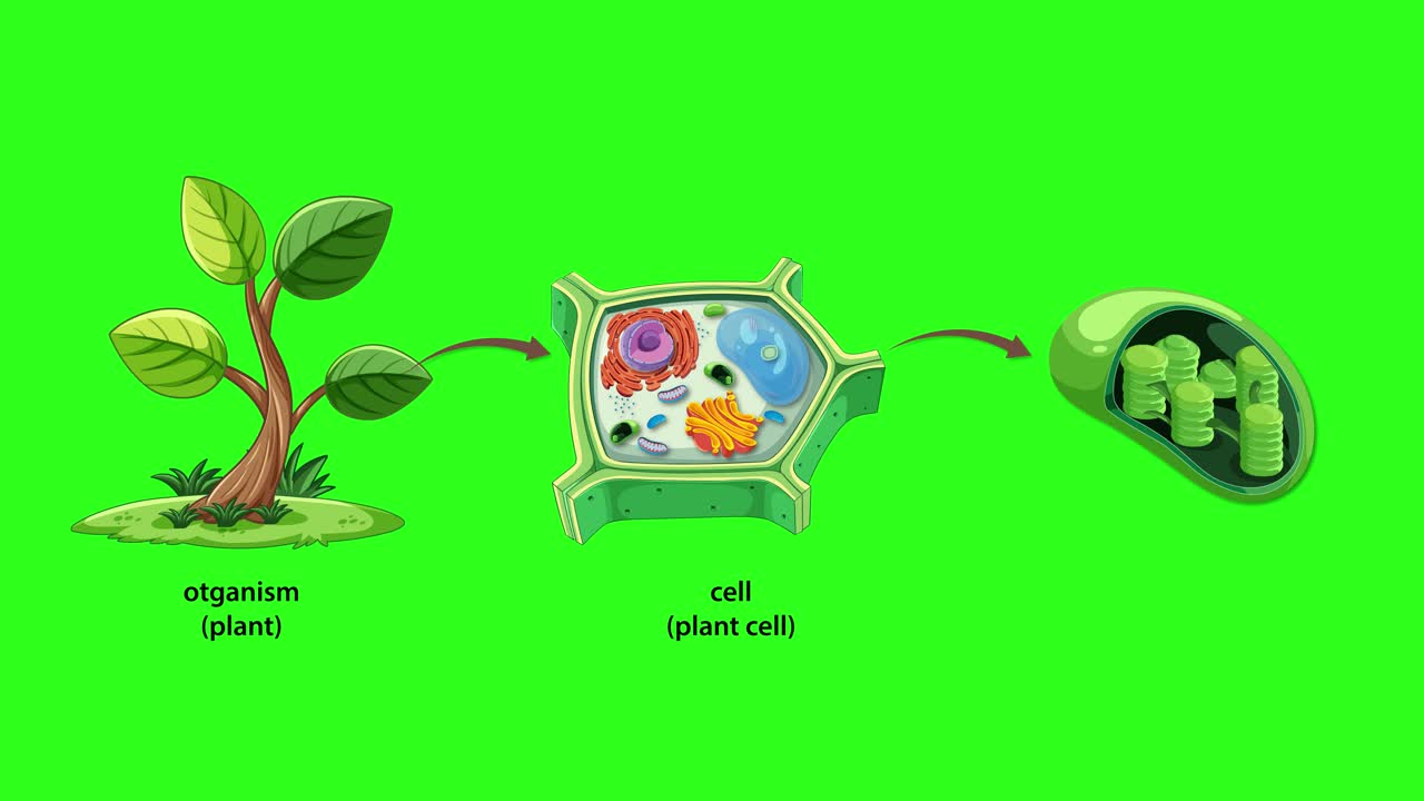 Animation illustrating plant cell components and their relationship to the organism, with vibrant colors and smooth transitions