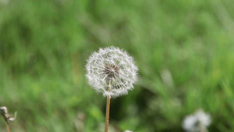 flor de diente de león sola, blanca y madura con cabeza de semilla