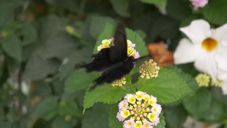 Tropischer-Schwarz-roter-Schmetterling,-Der-In-Zeitlupe-Mit-Den-Flügeln-Schlägt,-Während-Er-In-Der-Sommersaison-Pollen-Sammelt---Bestäubungsprozess-Eines-Geschäftigen-Insekts