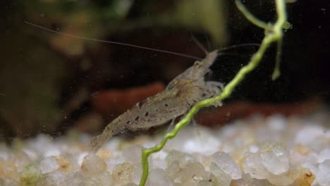 cross-breed fresh water aquarium shrimp, close up