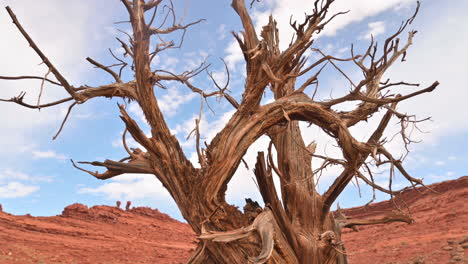 Tiro-Inclinado-Hacia-Abajo-En-Un-árbol-Desnudo-En-Un-Paisaje-Desértico,-Utah