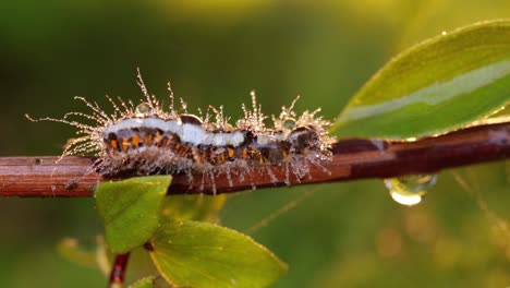 Yellow-tail-moth-(Euproctis-similis)-caterpillar,-goldtail-or-swan-moth-(Sphrageidus-similis)-is-a-caterpillar-of-the-family-Erebidae.-Caterpillar-crawls-along-a-tree-branch-on-a-green-background.