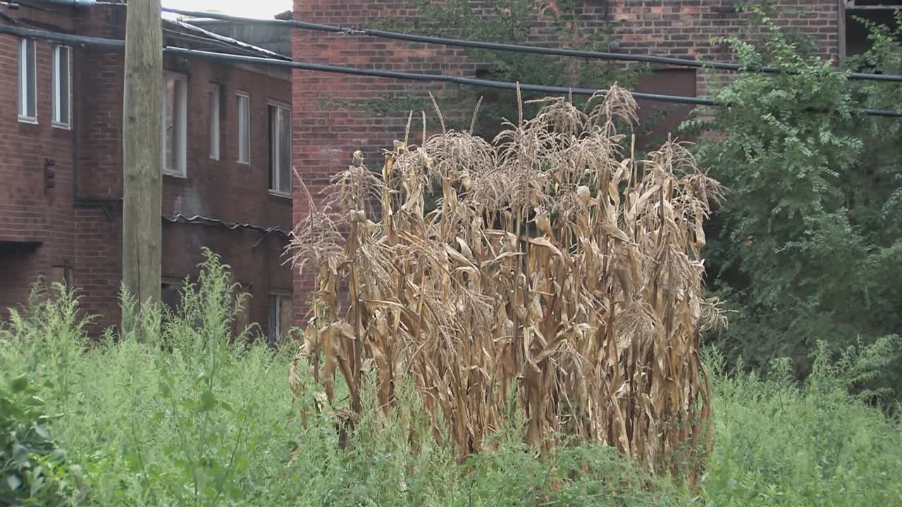 미국 디트로이트의 도시 정원 가꾸기