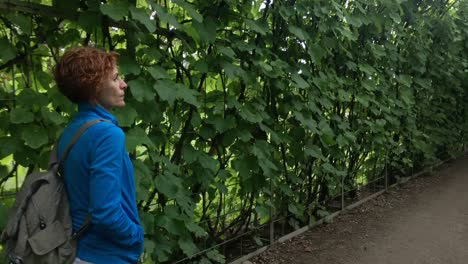 A-shot-following-a-redhead-woman-walking-beside-a-leaves-wall