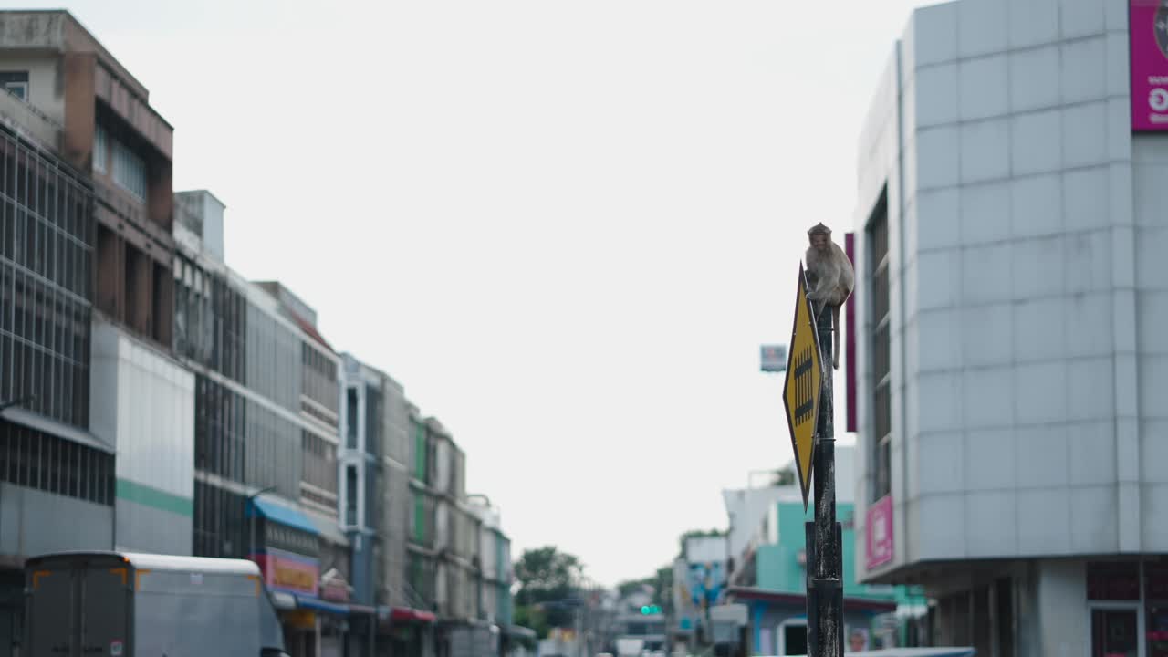 Monkey on a Traffic Sign in a City Street
