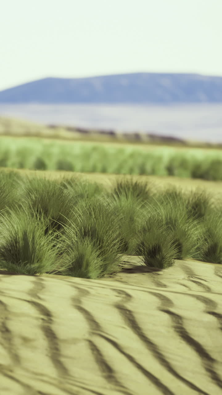 Waves of golden sand gently ripple through a flourishing desert landscape