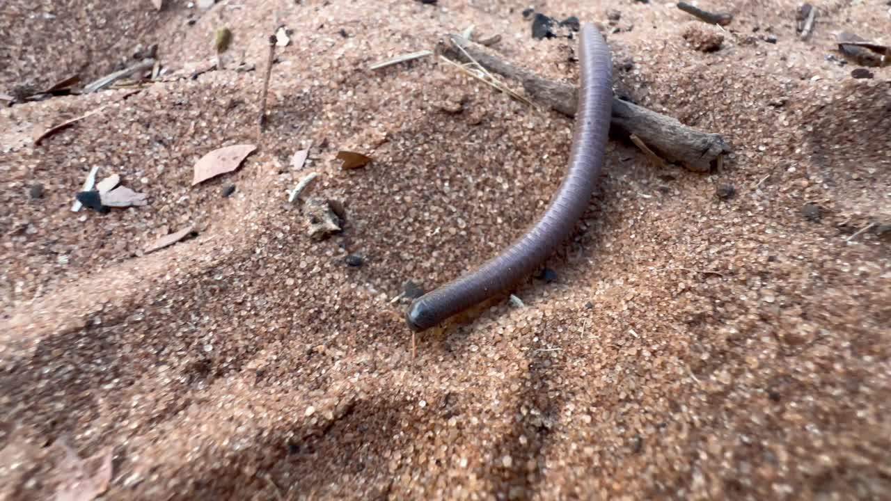 Milípede gigante africano (Archispirostreptus gigas) movendo-se na areia no Parque Nacional Chobe, Botsuana.