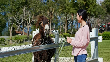 asian woman and donkeys in a farm.