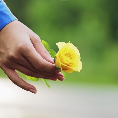 young woman with yellow rose in hands. yellow flower