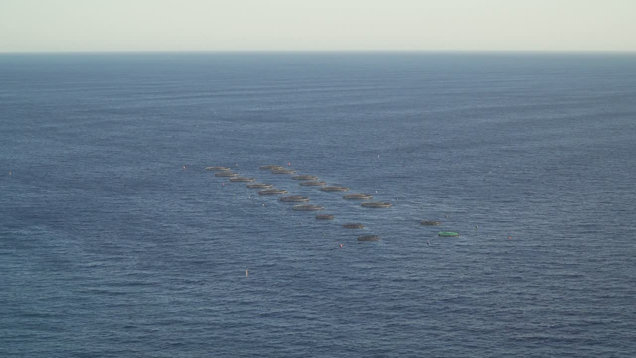 Aquaculture cages of gilt-head bream (sparus aurata) from the sparidae family in the seas of madeira island, Portugal.