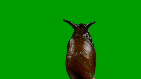 snail on green screen