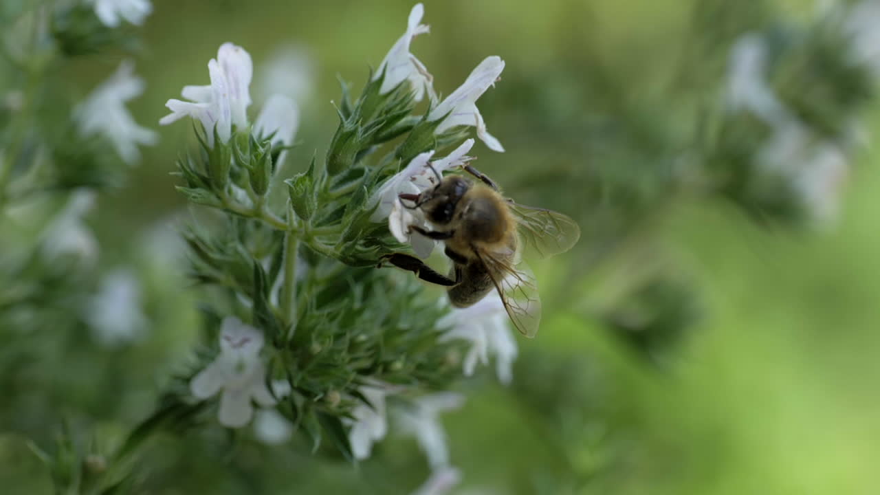 Honeybee on a White Flower
