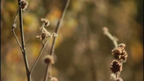 dried wildflowers