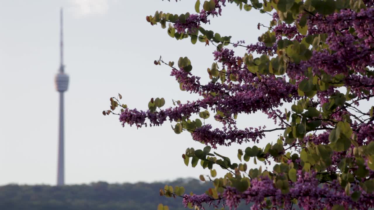스투트가르트 tv 타워가 배경에 흐릿하게 보이는 보라색 꽃
