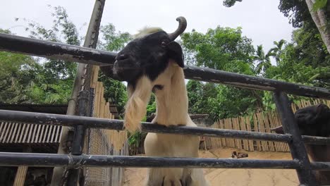 cabra en un corral