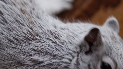close-up of fur and wood grain