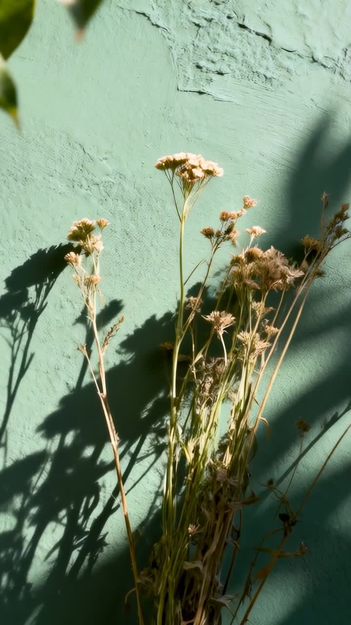 Video verticale: il sole che si sposta proietta un'ombra su una parete color ottanio in una stanza, mostrando un rametto essiccato e la texture