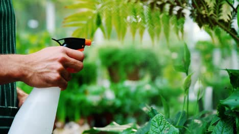 Man-spraying-water-on-plants