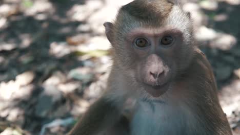 closeup of monkey sitting besides a road chewing food, gazing eyes