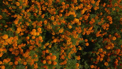 Campo-De-Flores-De-Cempasuchil-En-Dia-De-Muertos